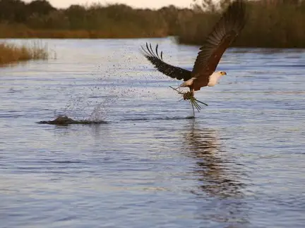 Fish Eagle Striking