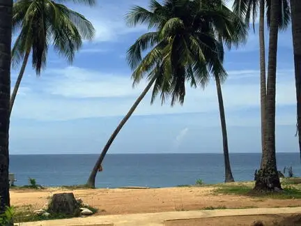 Palms on Ko Samui