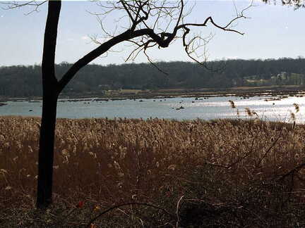 Reeds by the River