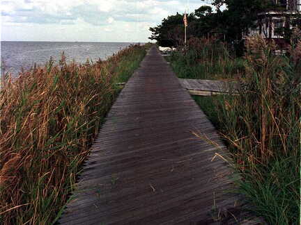Boardwalk Through the Grass