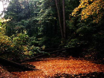 Michigan Woods in Autumn