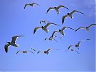 Filename=Birds in Flight.jpg
Filesize=90KiB
Dimensions=832x624
Date added=May 06, 2004 Birds in Flight.jpg