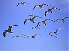 Birds in Flight.jpg