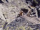 Filename=Chipmunk.jpg
Filesize=74KiB
Dimensions=1024x768
Date added=May 06, 2004 Chipmunk.jpg