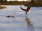 Filename=Fish Eagle.jpg
Filesize=62KiB
Dimensions=832x624
Date added=May 06, 2004 Fish Eagle.jpg