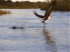 Fish Eagle.jpg