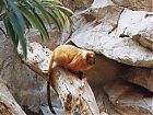 Golden Lion Tamarin.jpg