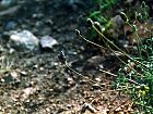 Filename=Grasshopper.jpg
Filesize=103KiB
Dimensions=832x624
Date added=May 06, 2004 Grasshopper.jpg