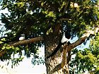Filename=Magpies.jpg
Filesize=141KiB
Dimensions=832x624
Date added=May 06, 2004 Magpies.jpg
