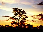 Filename=Sunrise Tree.jpg
Filesize=131KiB
Dimensions=832x624
Date added=May 06, 2004 Sunrise Tree.jpg