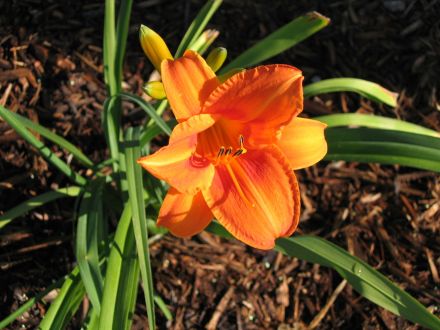 Day Lily Open
The first day lily to open... a sure sign of summer.
